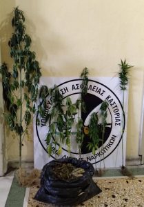 Συνελήφθη 47χρονος στην Καστοριά για καλλιέργεια 7 δενδρυλλίων κάνναβης