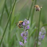 Ενημέρωση για την σημαντικότητα των επικονιαστών και των μελισσών από τον Αντιπεριφερειάρχη Αγροτικής Ανάπτυξης Λάμπρο Χατζηζήση.