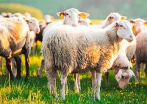 Δήμος Βοΐου: Έγκριση μετακινήσεων αιγοπροβάτων προς άμεση σφαγή & αποζημίωση ΚΟΕ για τη λεβάντα
